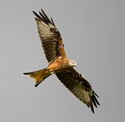 RedKite 35